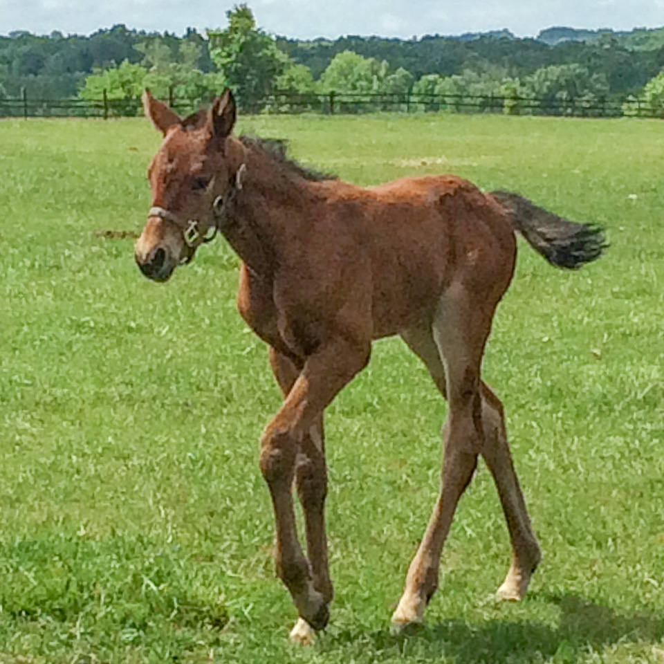 TTC foal