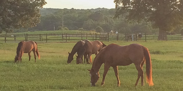 horse boarding